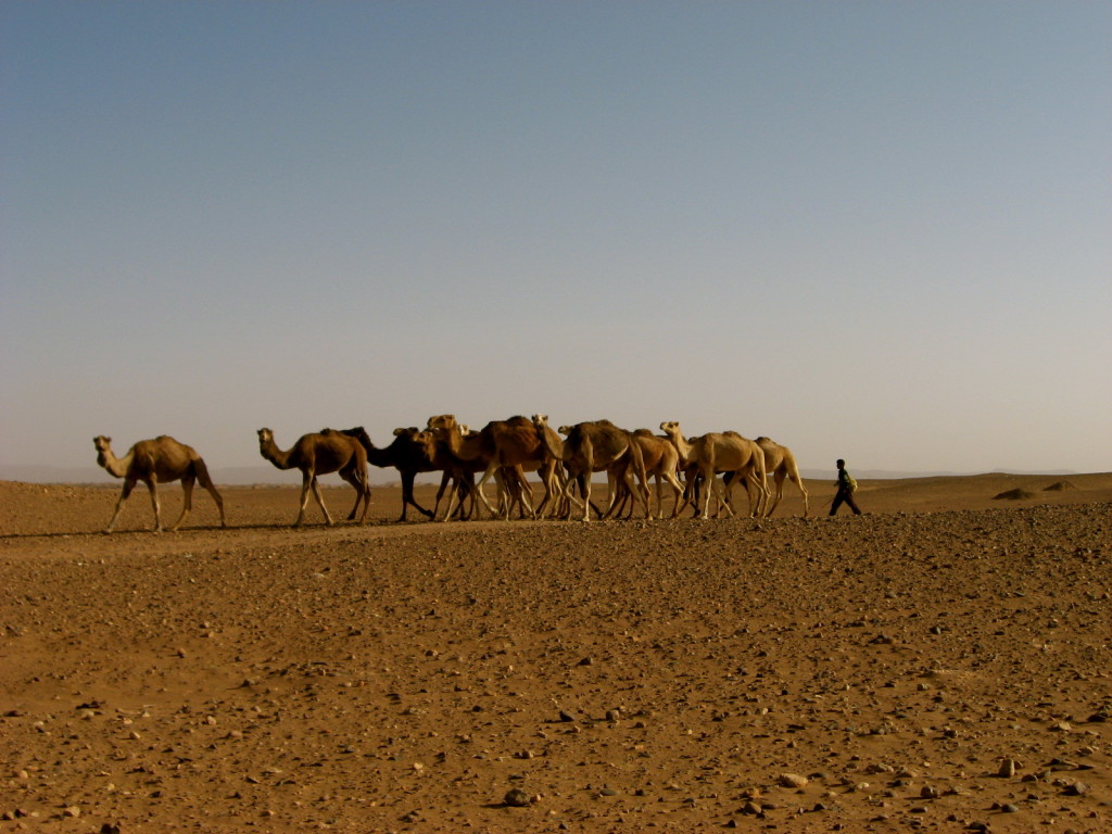 Sahara Morocco 7