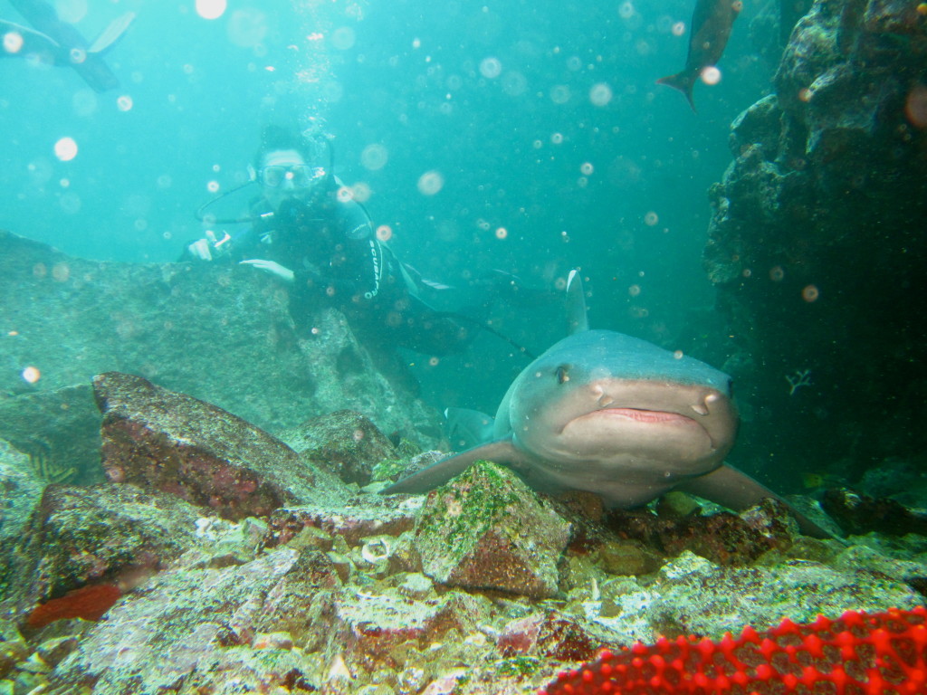 Diving with Sharks