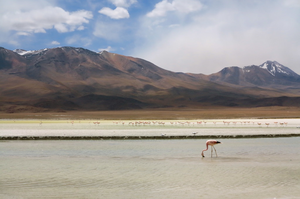 Flamingo in Bolivia