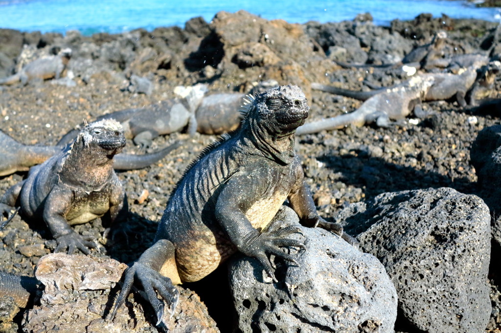 Iguanas in Galapagos