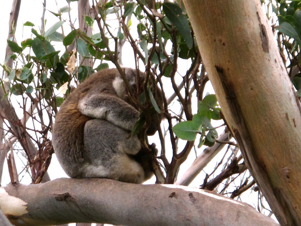 Koala in Australia