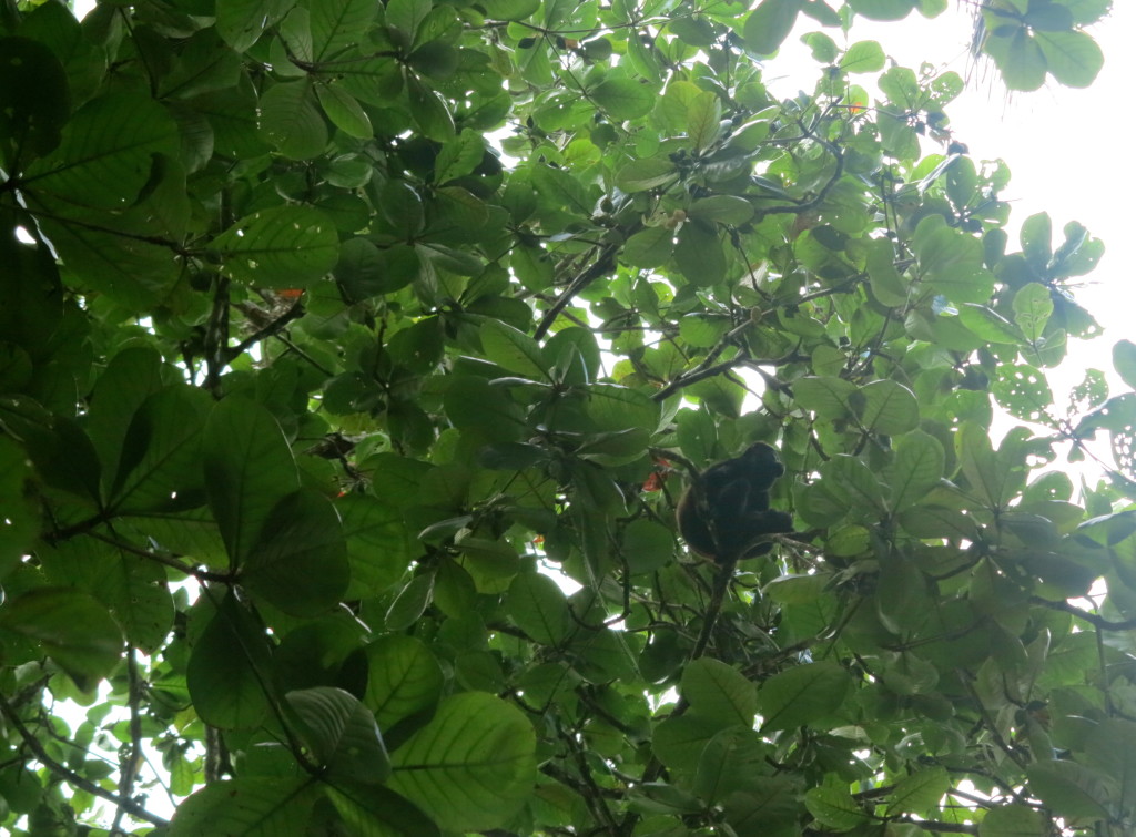 Monkey in Costa Rica