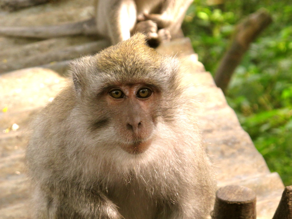 Monkey in Indonesia