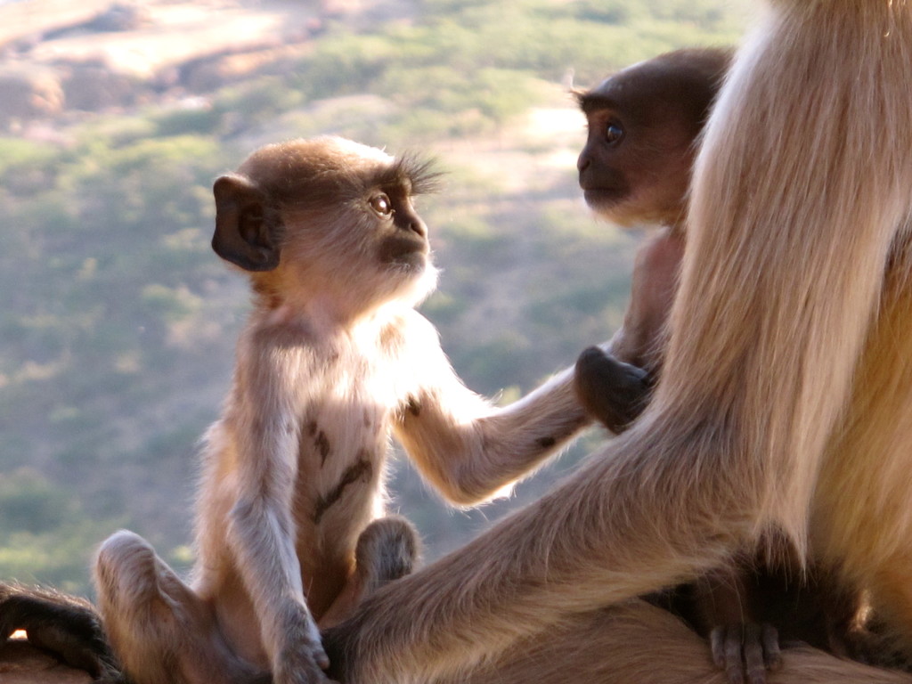 Monkeys in India