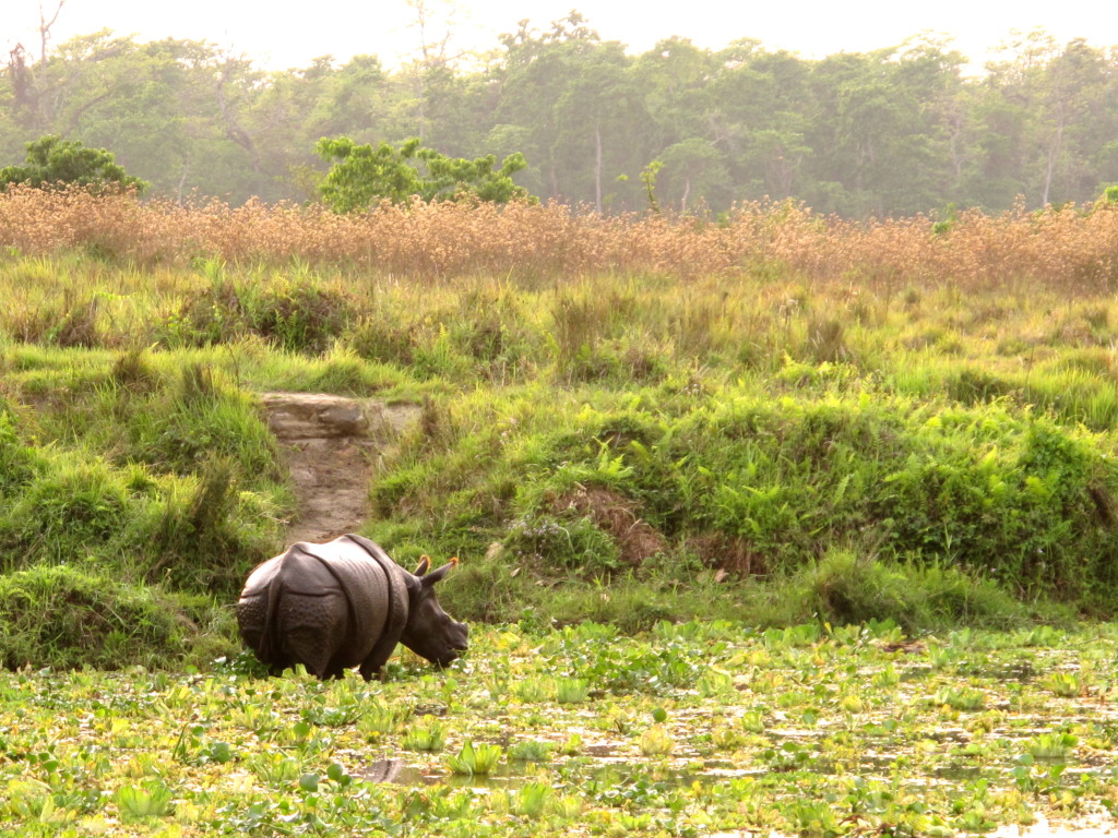 Rhino in Nepal