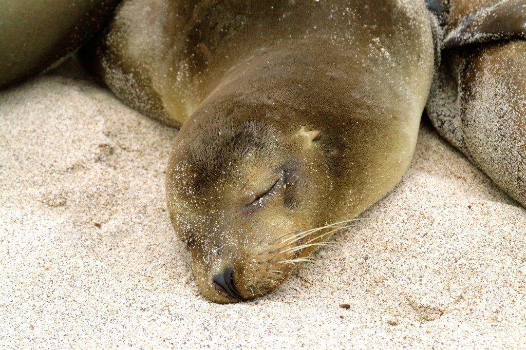 Sea Lion in Galapagos