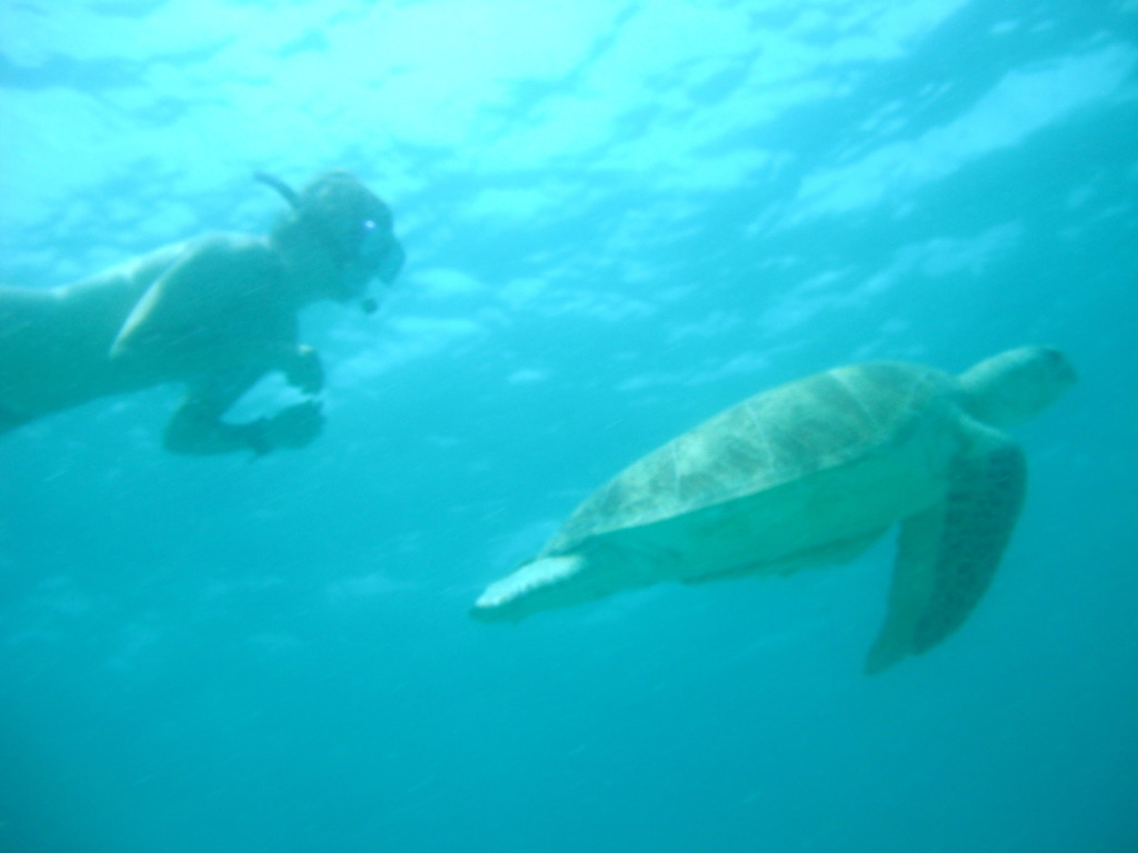 Turtle in Malaysia