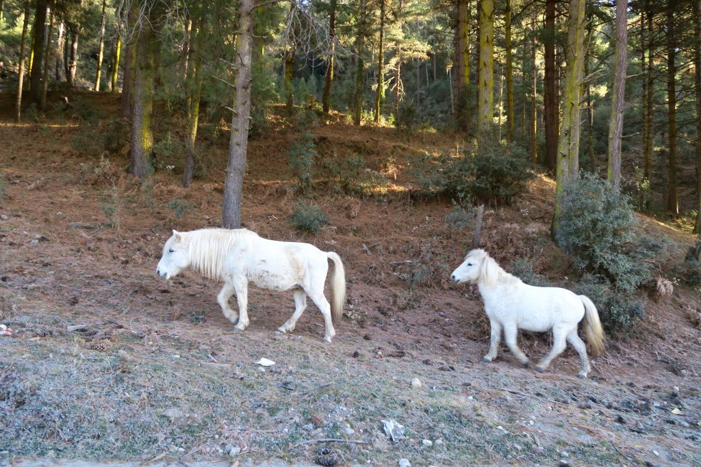 Horses in Bhutan