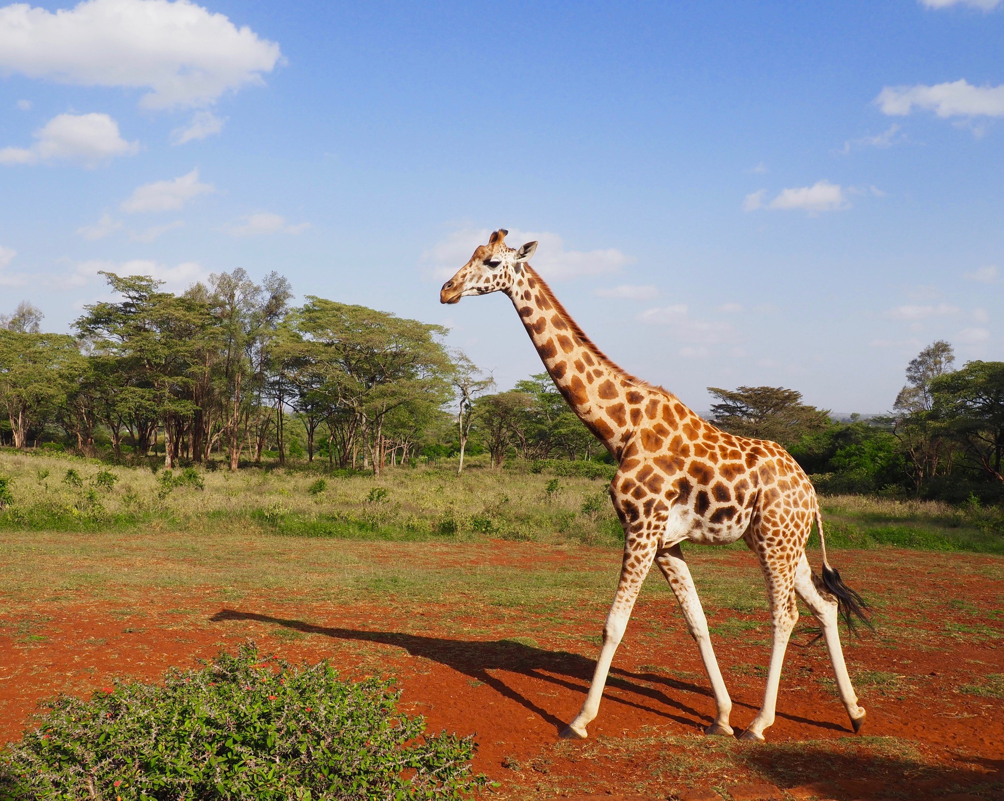 Giraffe Manor Nairobi Kenya