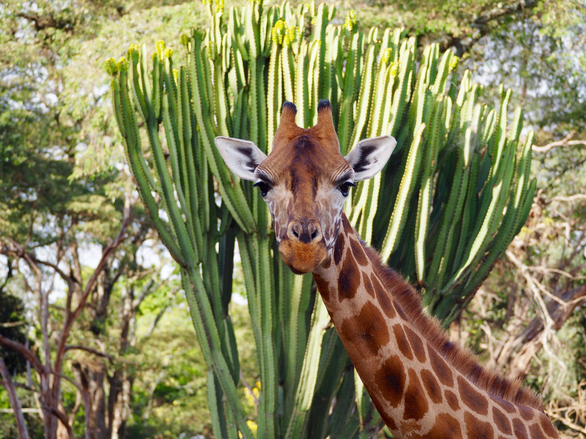 Giraffe Manor Nairobi Kenya