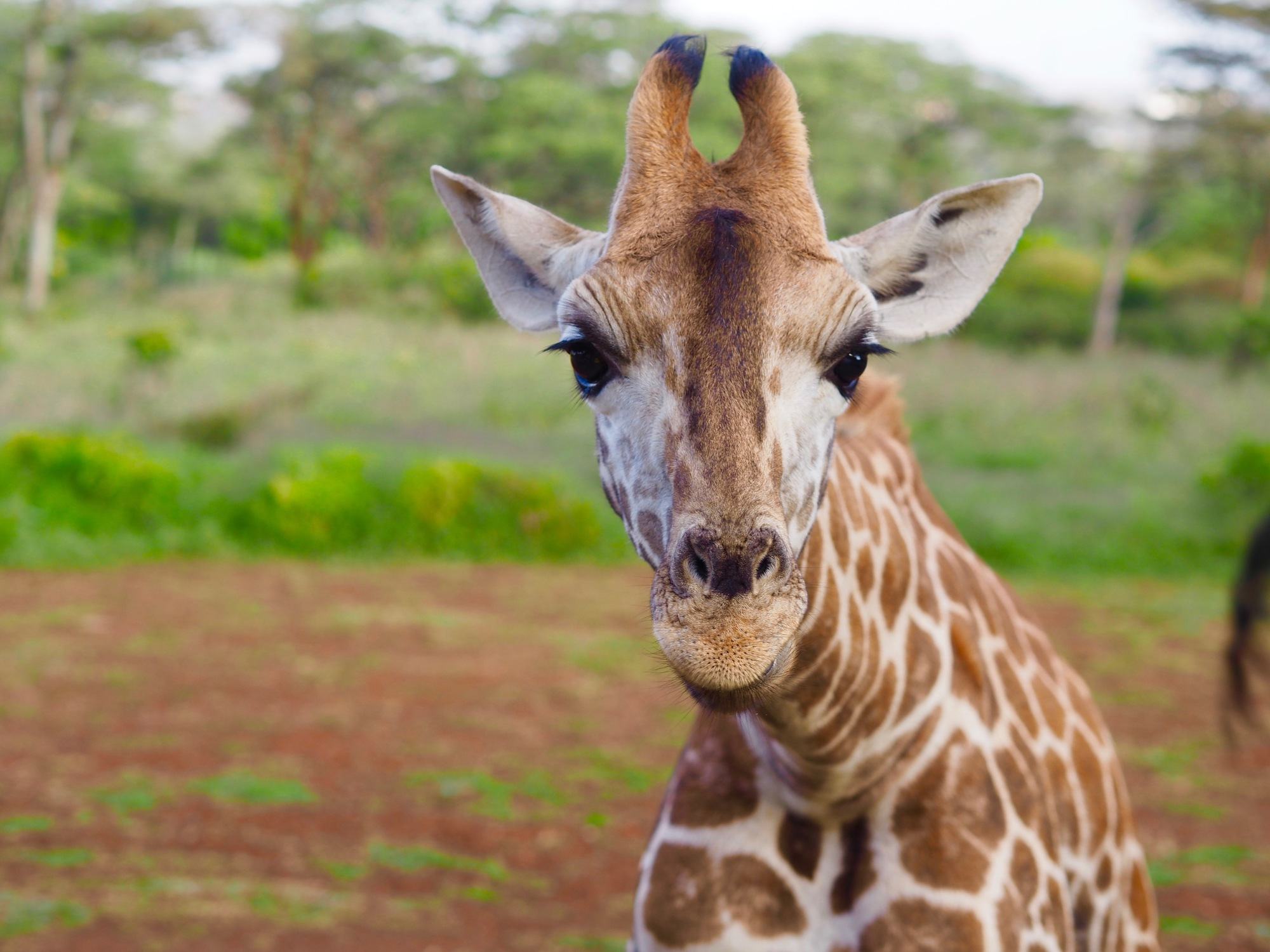 Giraffe Manor Nairobi Kenya