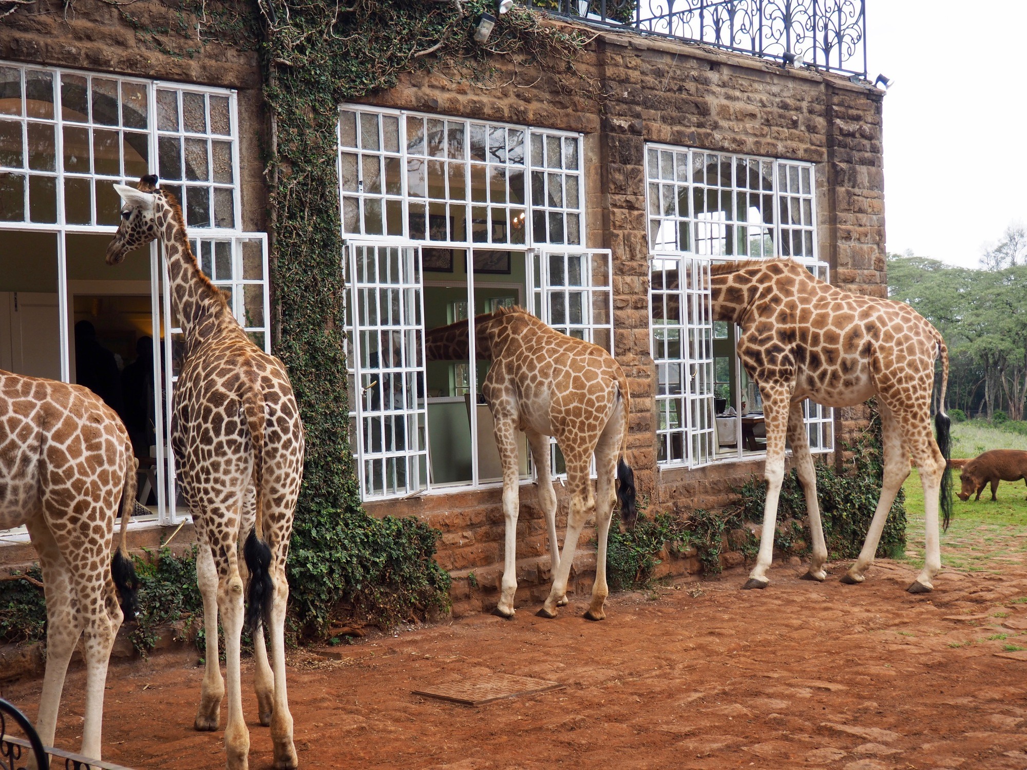Nairobi Kenya Africa African Giraffe Manor Art Travel Poster Advertisement