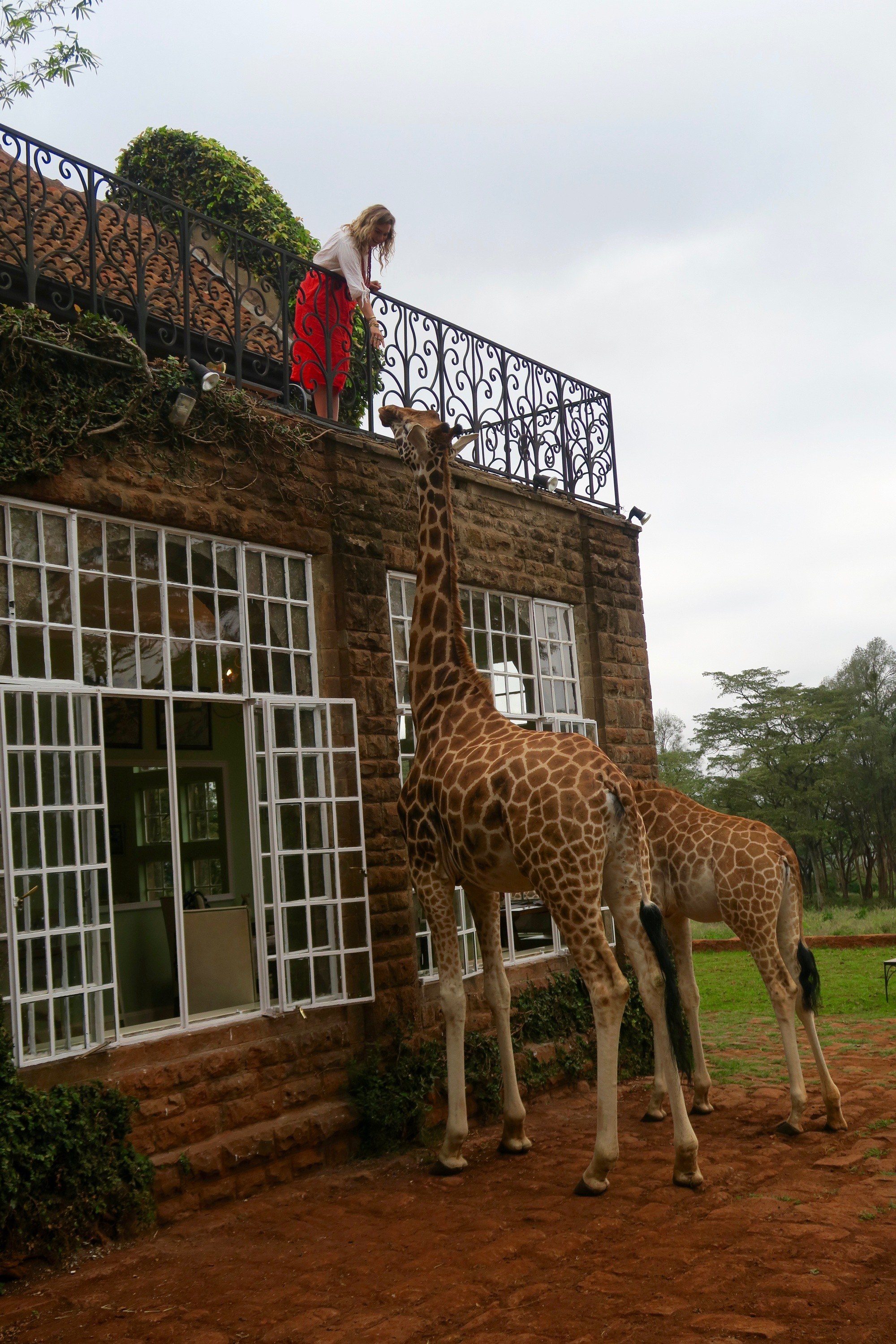 Giraffe Manor Nairobi Kenya