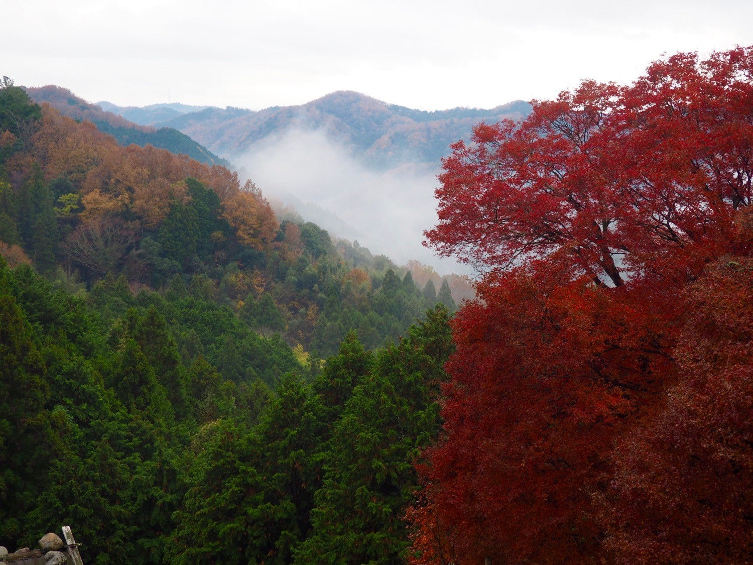 autumn leaves in Japan