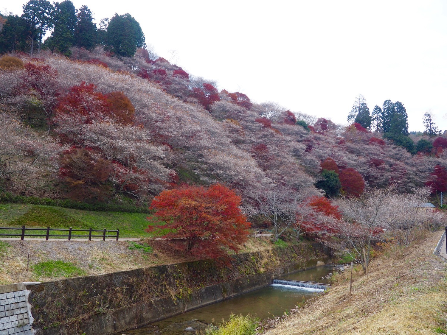 cherry blossoms and autumn leaves in Japan