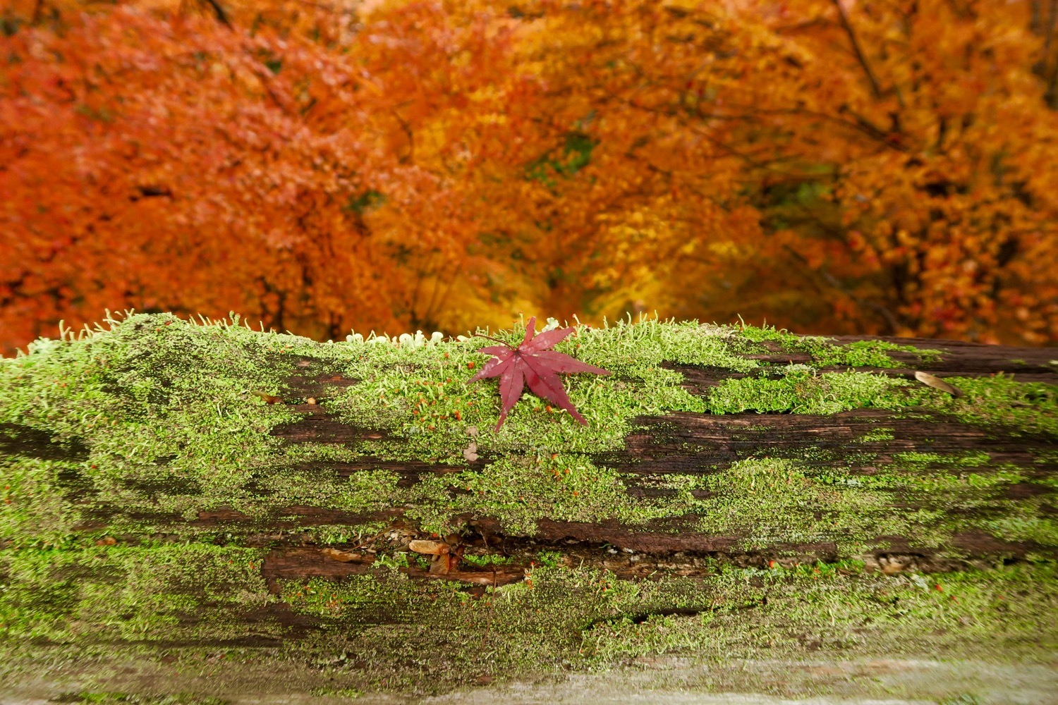 where to find autumn leaves in central Japan