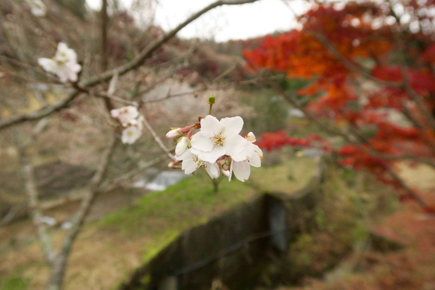 autumn colours in Japan