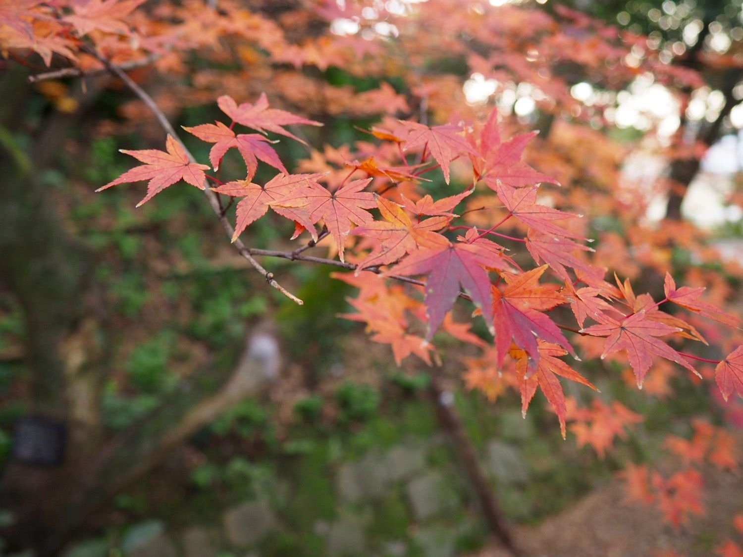 autumn leaves in Japan