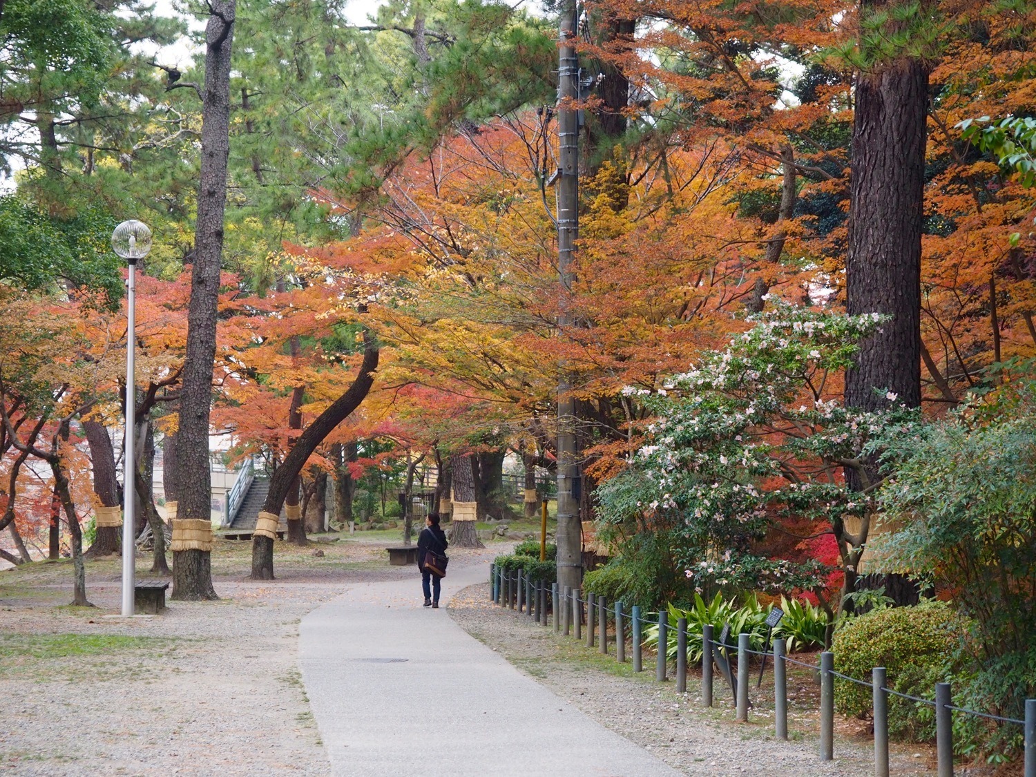 Okazaki Castle autumn leaves