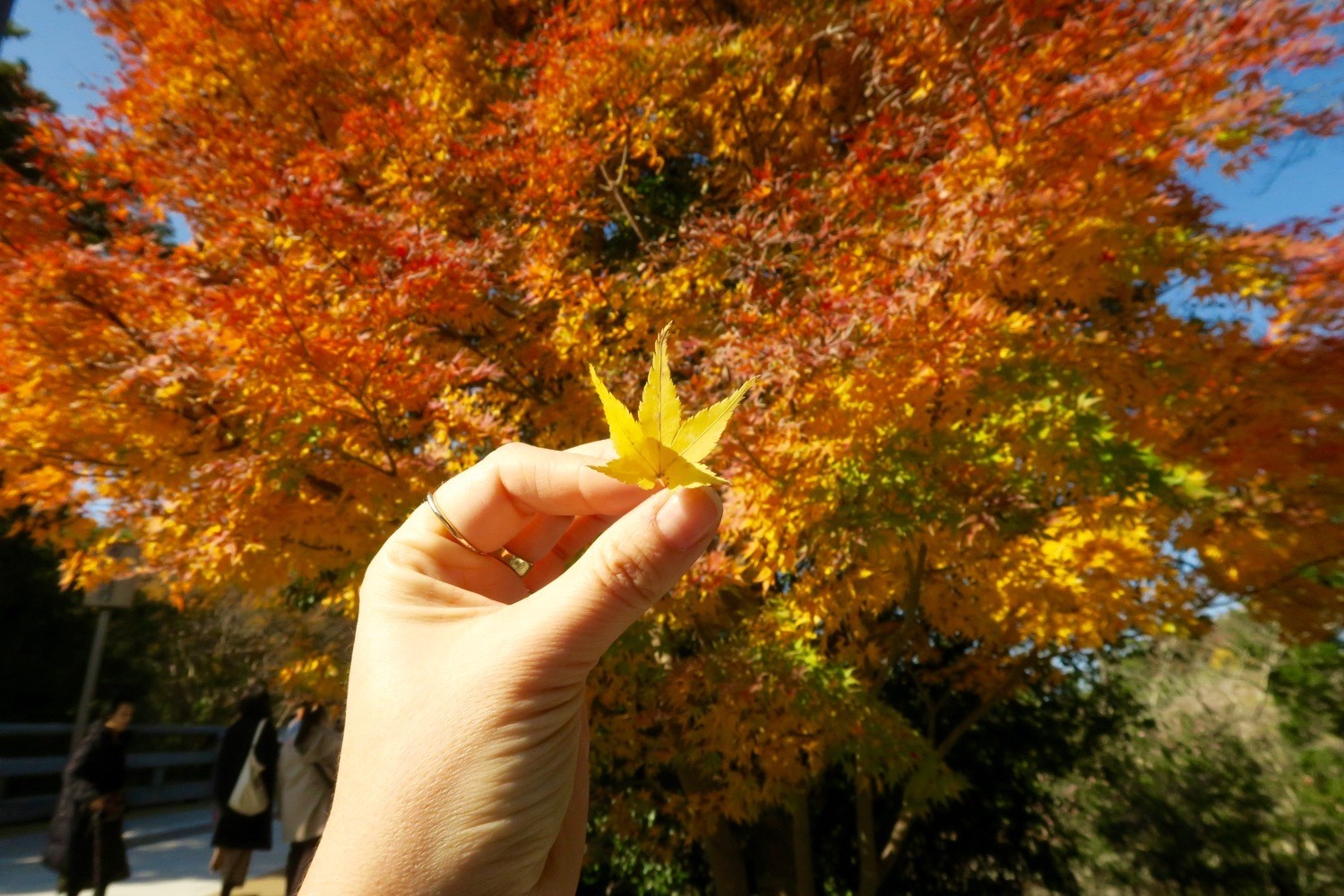 Ise leaves in Japan