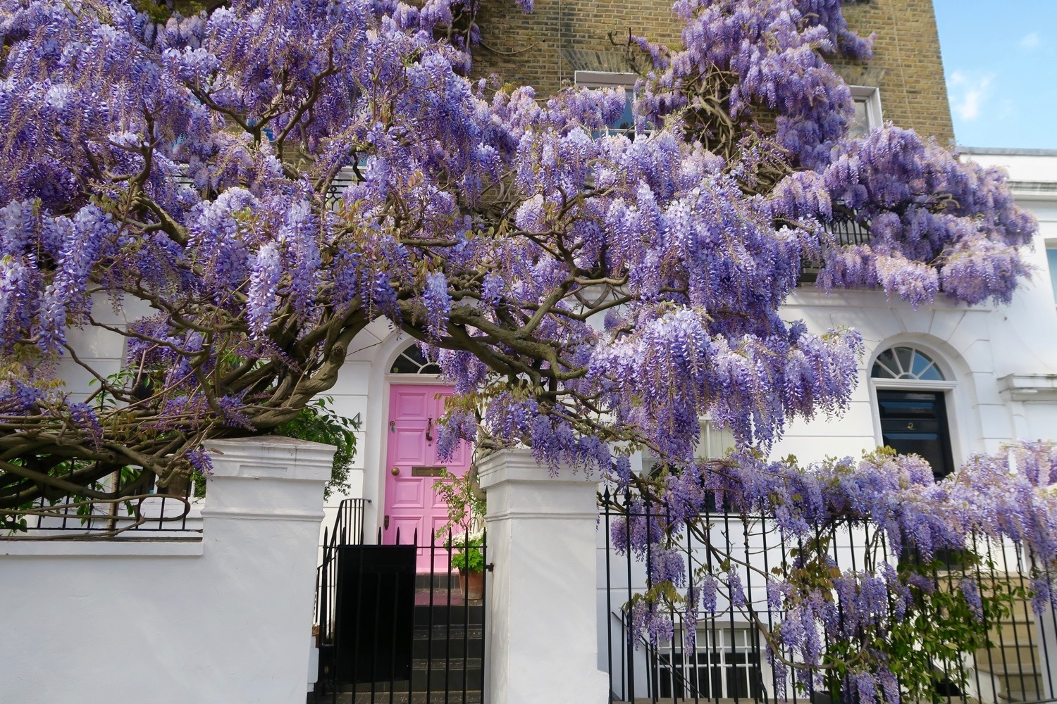 Where to See Wisteria in London - This Battered Suitcase