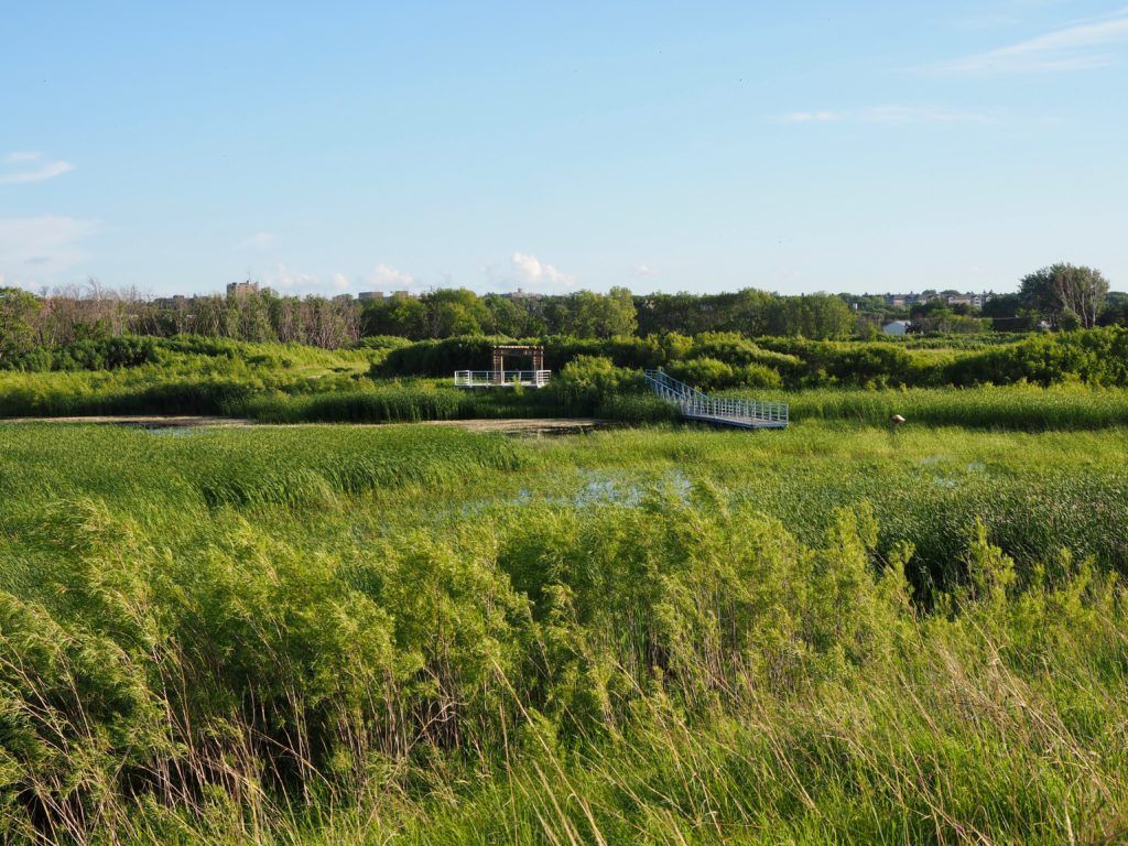 Brandon manitoba riverbank