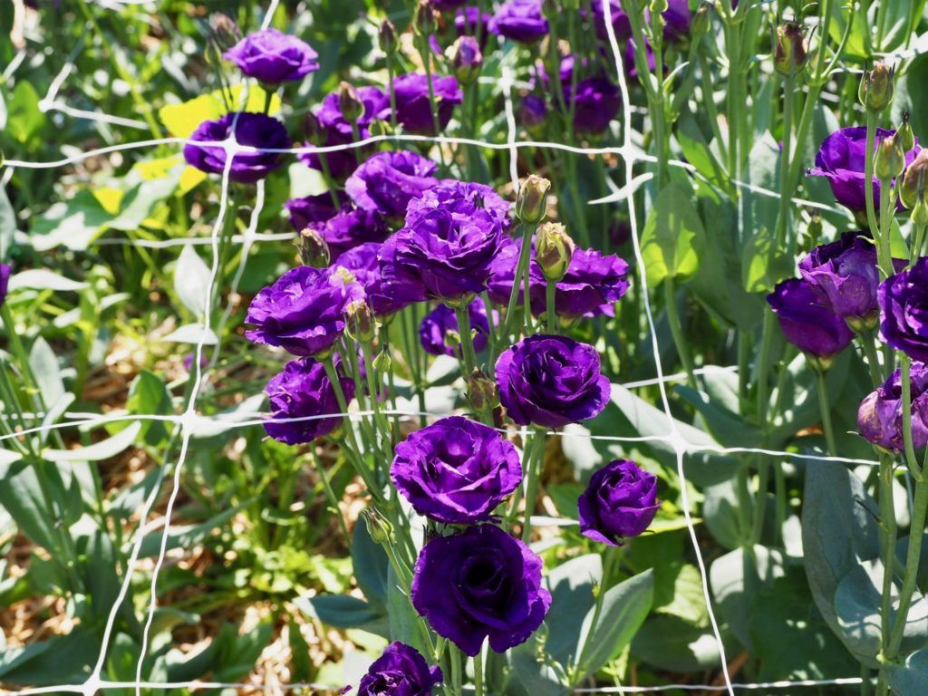 Miss Millie's flower farm Manitoba