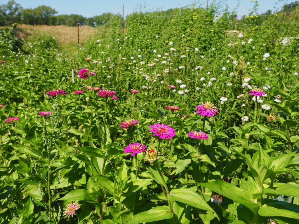 summer day trips from Manitoba