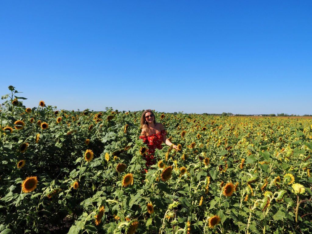 Sunflower Expo A Maze in Corn Manitoba