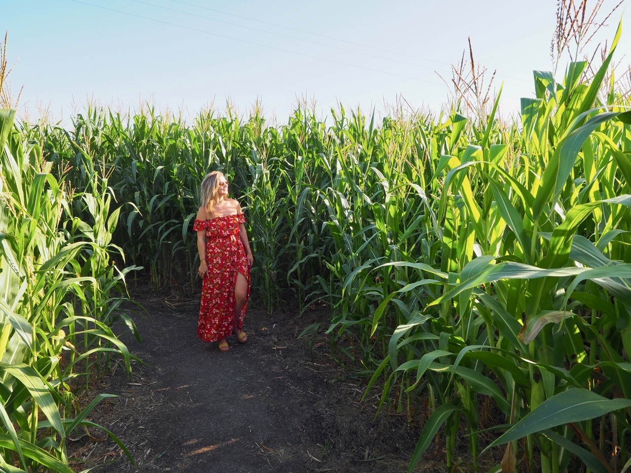 A Maze in Corn Manitoba