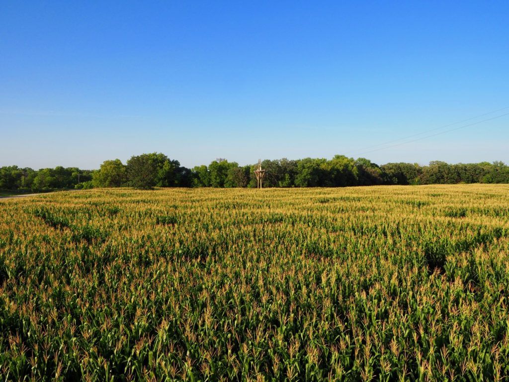 A Maze in corn Manitoba