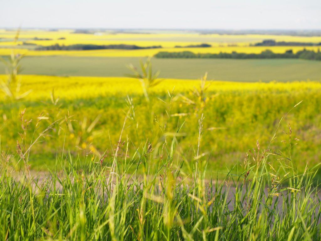 Swan Valley canola fields Manitoba