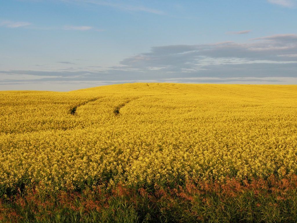 Canola fields in Swan Valley Manitoba