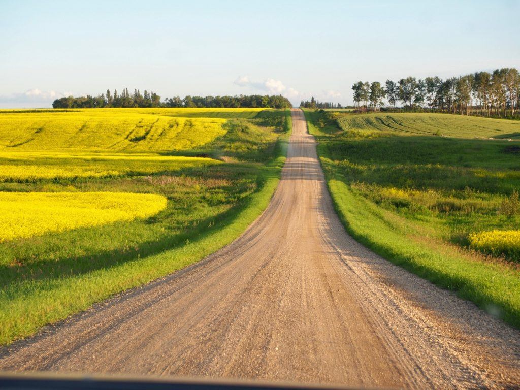 Canola fields in Swan Valley Manitoba