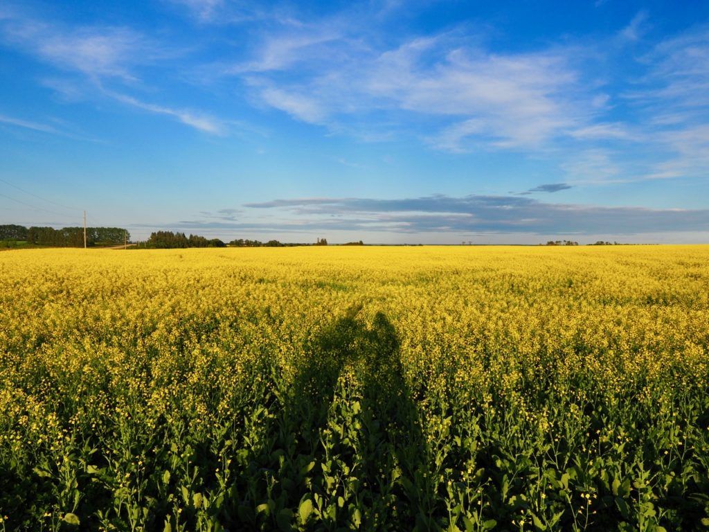 Shadows in canola fields Swan Valley Manitoba