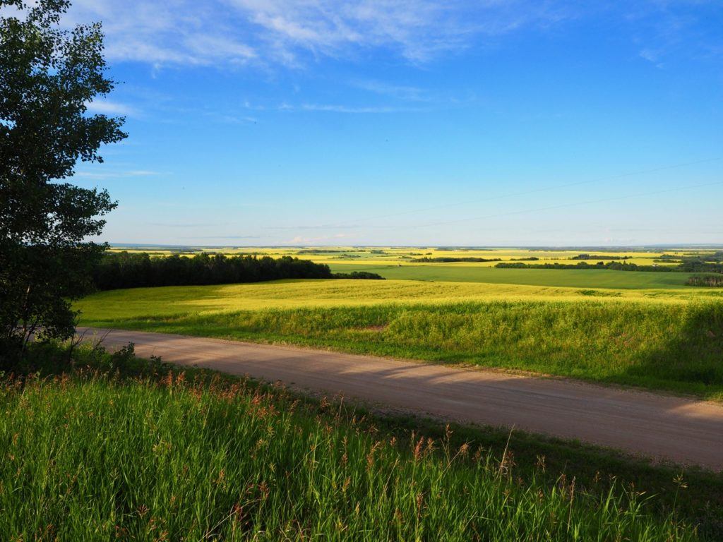 Swan Valley Manitoba canola fields