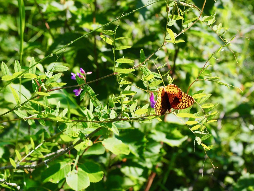 Butterfly on Rex Leach Museum Trail