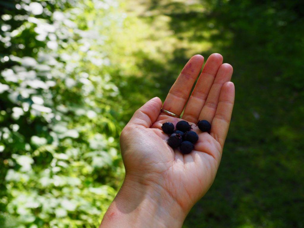 Saskatoons on Rex Leach Museum Trail