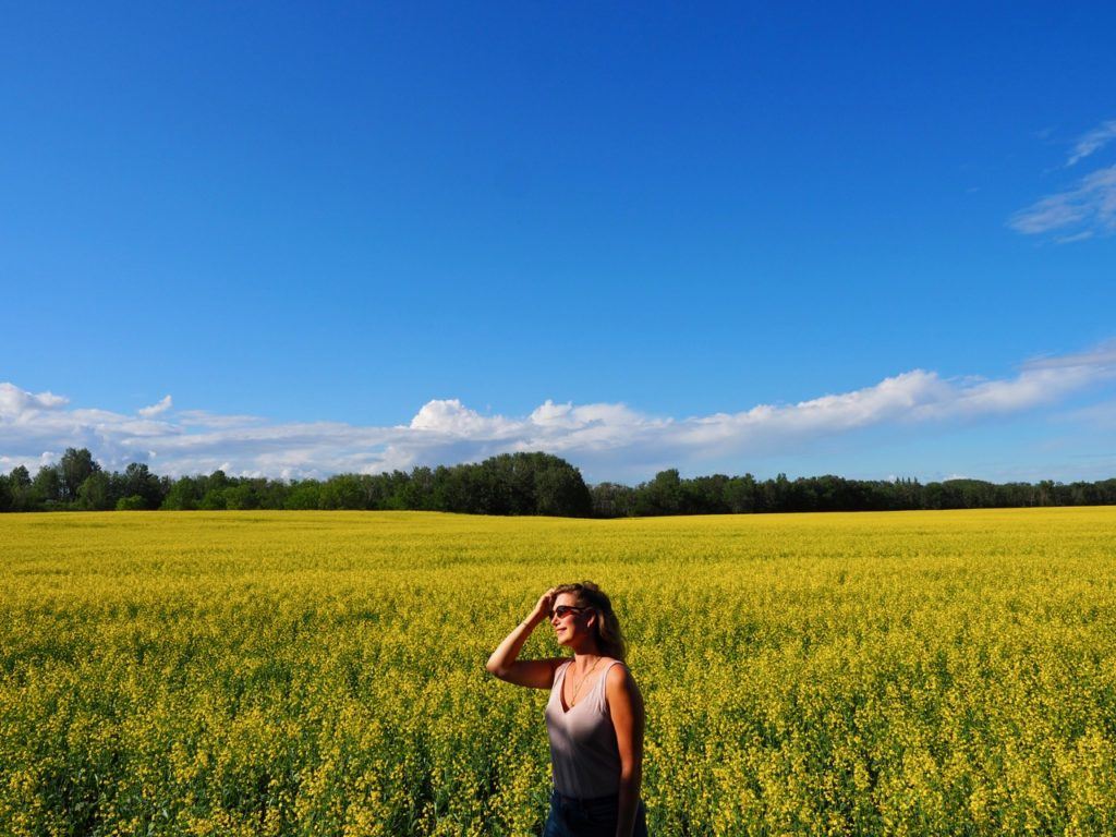 Canola fields in Swan Valley Manitoba