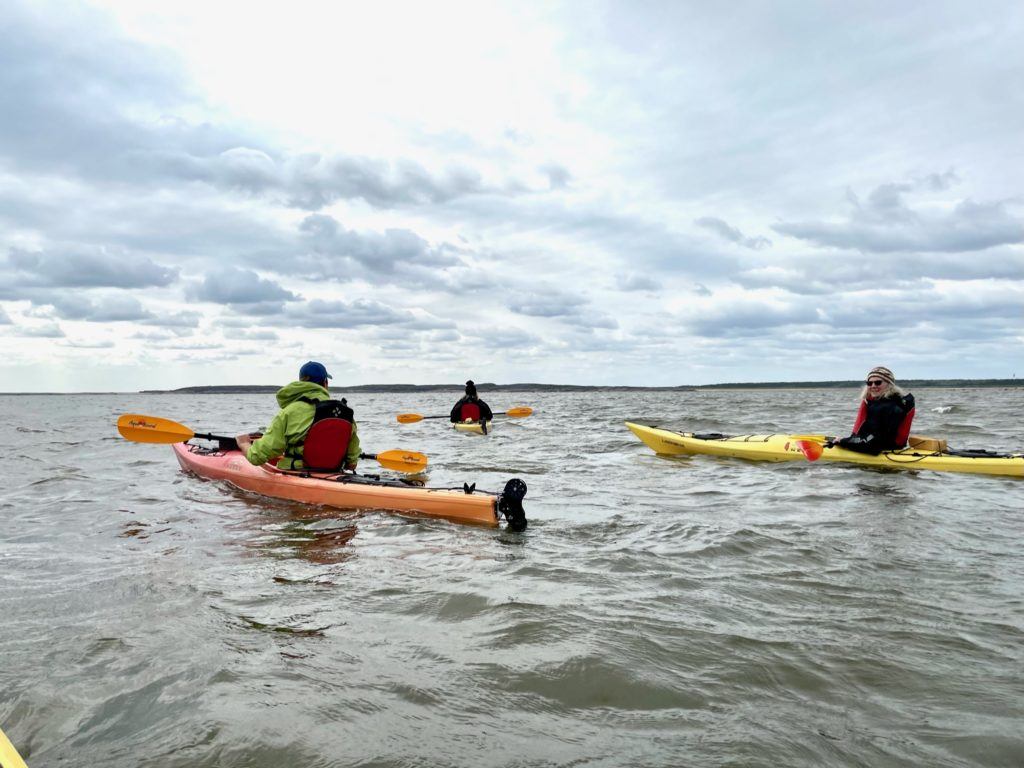 Kayaking with Belgua whales in Churchill