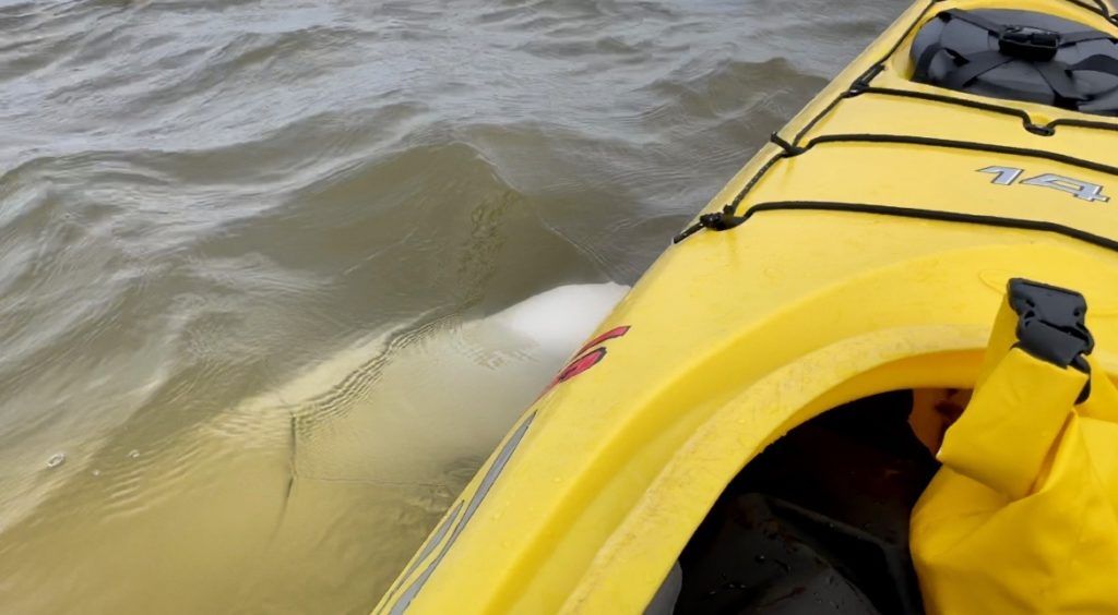 Kayaking with belugas in Manitoba