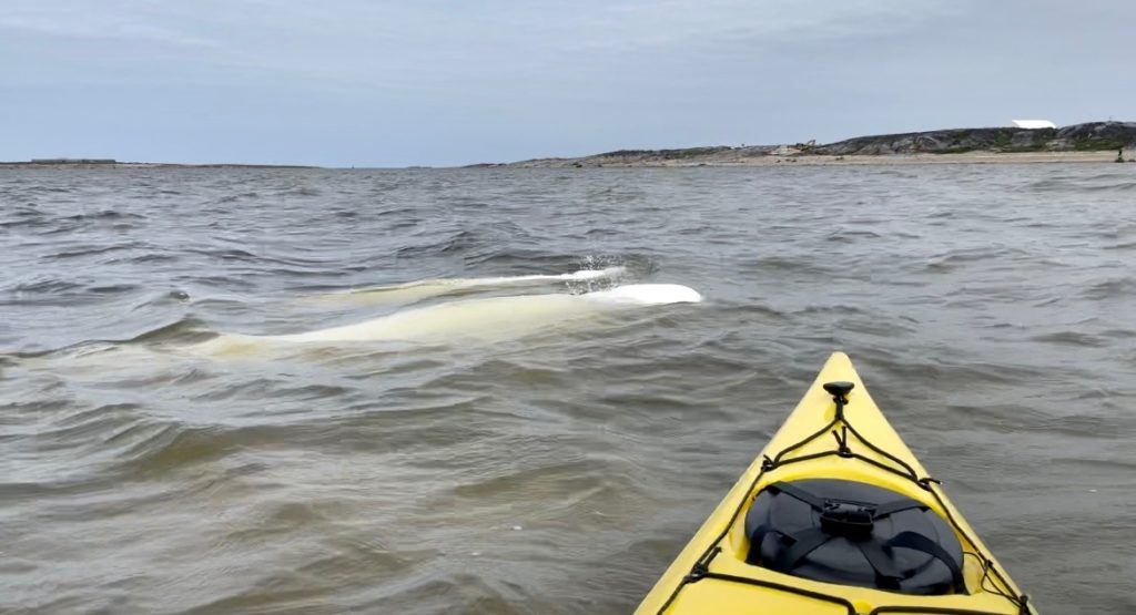 Kayaking with belugas in Churchill 