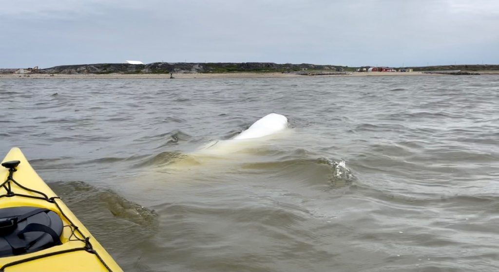 Kayaking with Beluga whales 