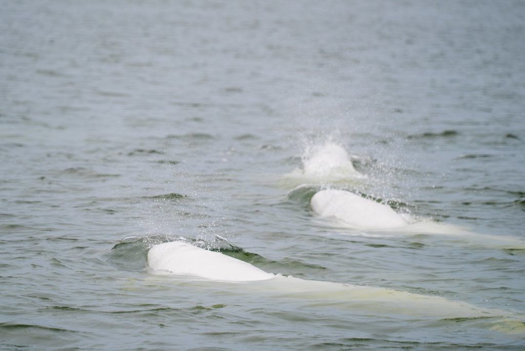 Three belugas in Churchill