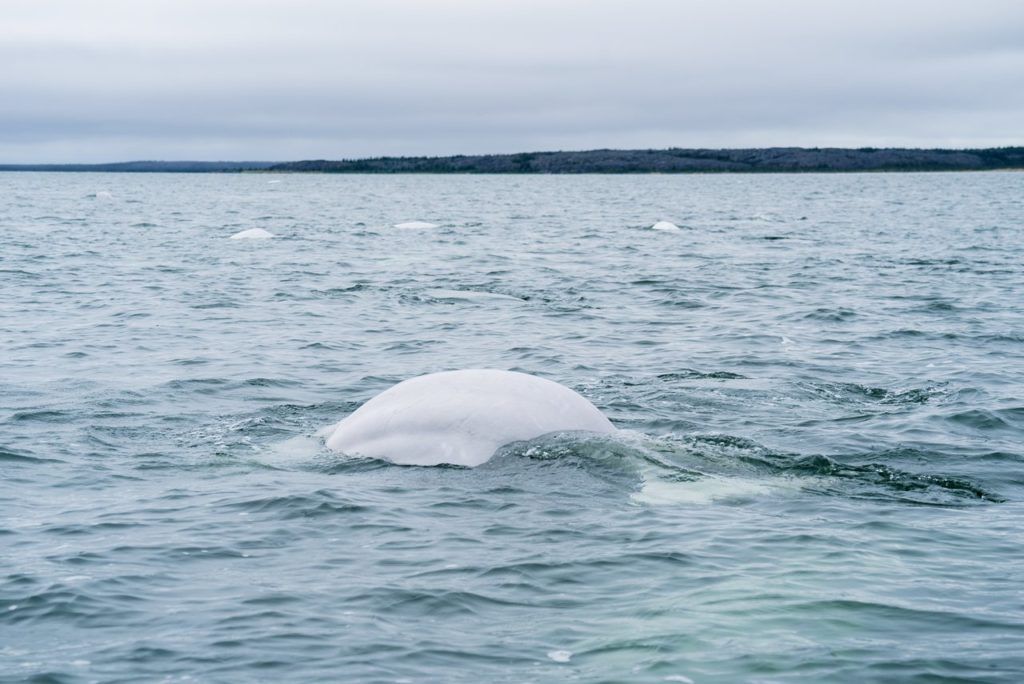Beluga whales in Churchill