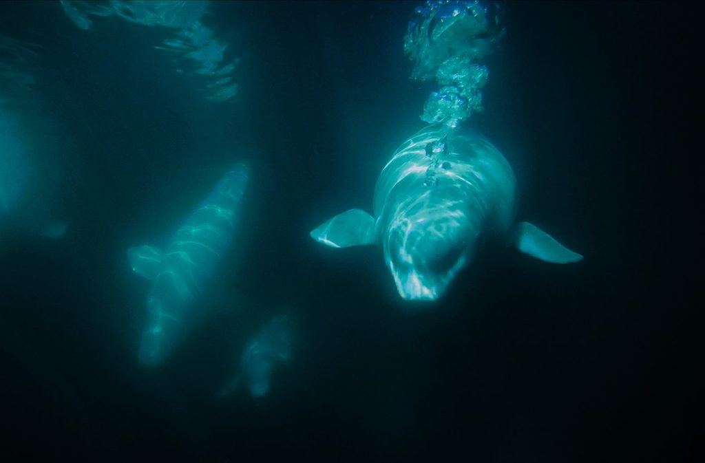 Beluga whales underwater in Churchill