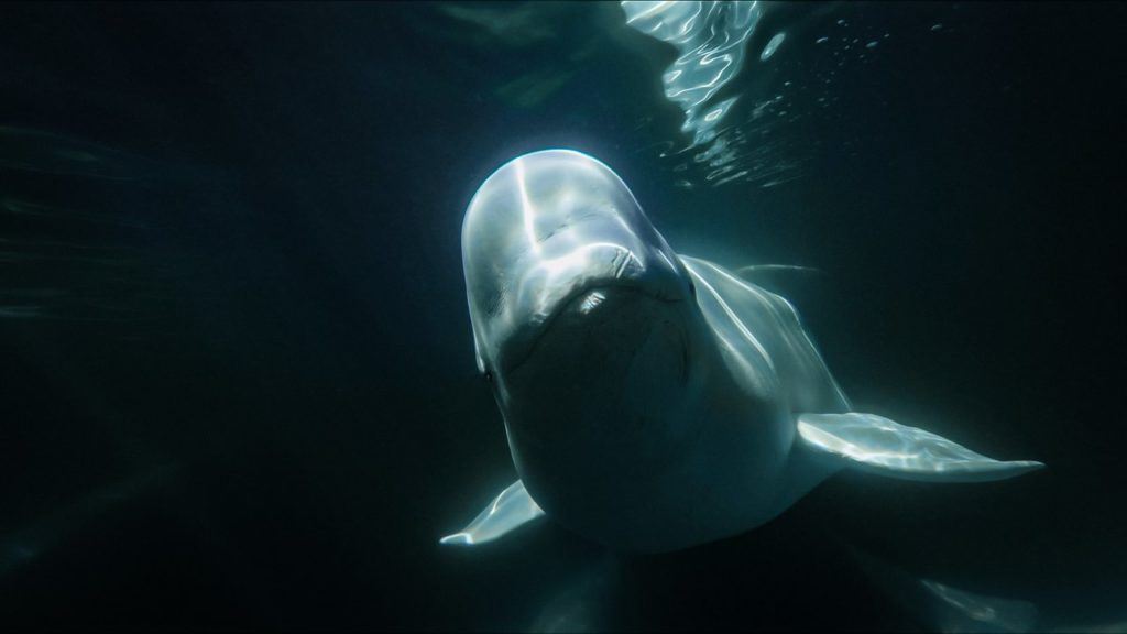 Underwater image of beluga whale in Churchill 