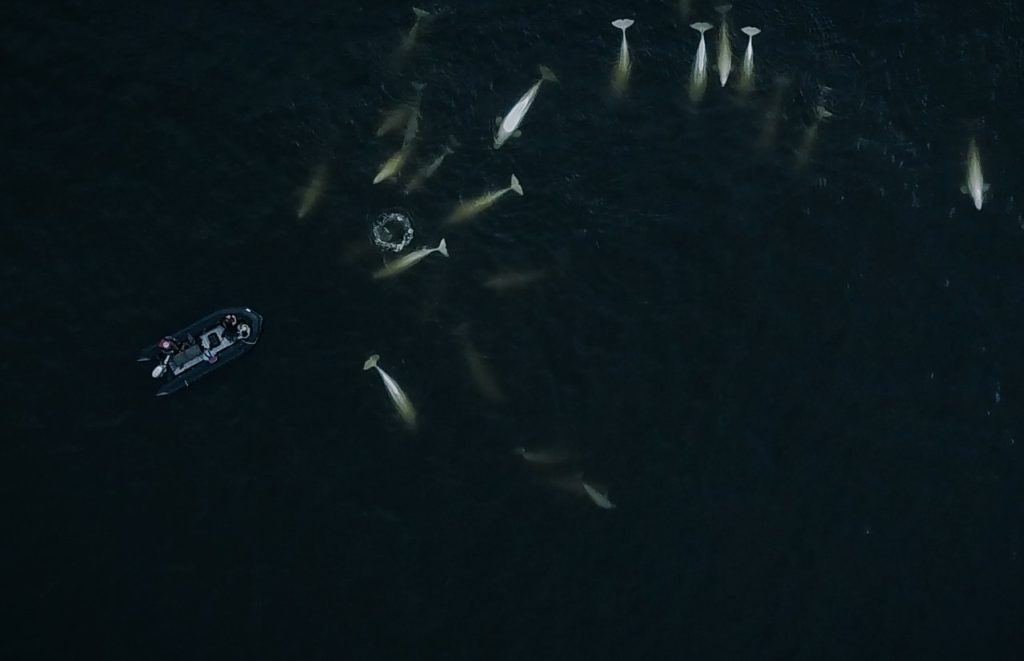 Beluga whales around boat in Churchill