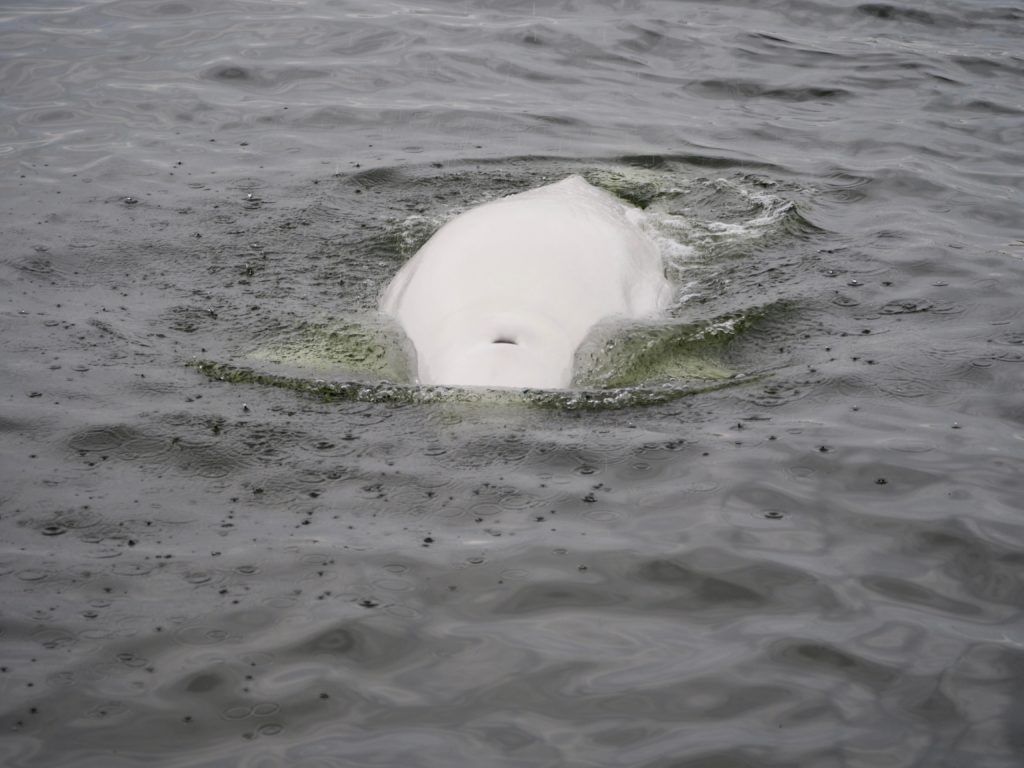 Up close with belugas in Churchill