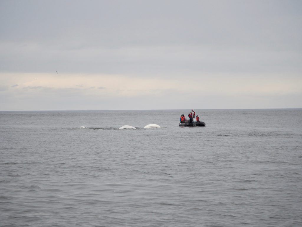 Boat with beluga whales in Churchill